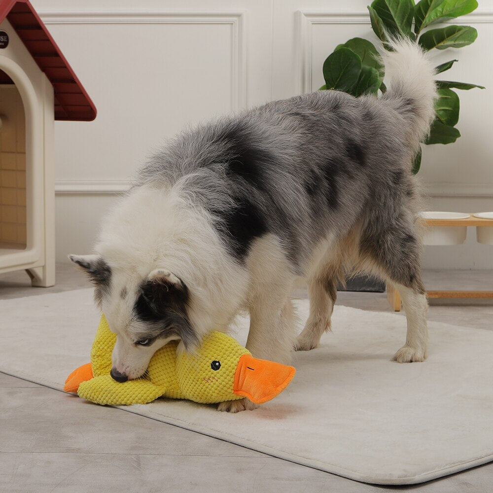 Squeaking Duck Toy