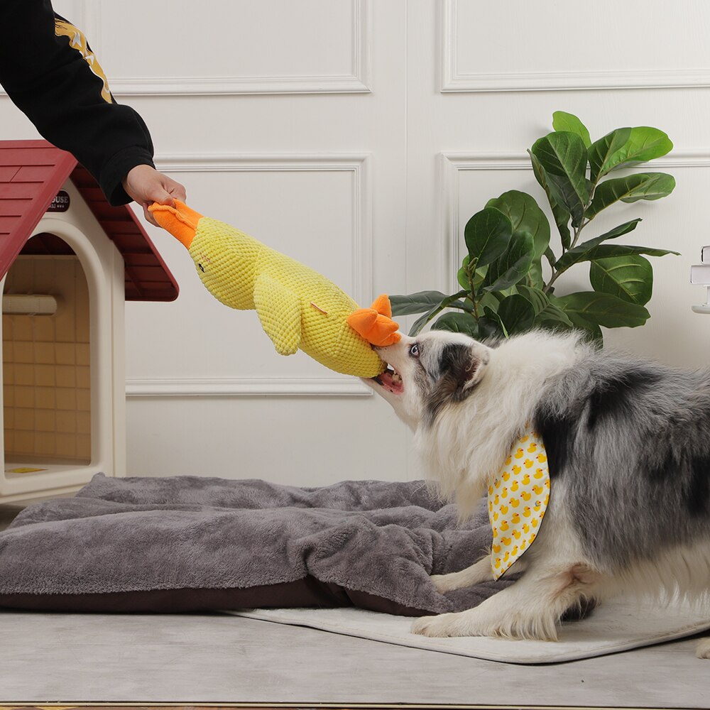 Squeaking Duck Toy